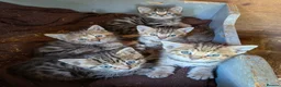 Mixed Breed cats for sale: Ready to leave... Gorgeous Bengal X Kittens - Advert 16