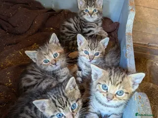 Mixed Breed cats Gorgeous Bengal X Kittens - Advert 1
