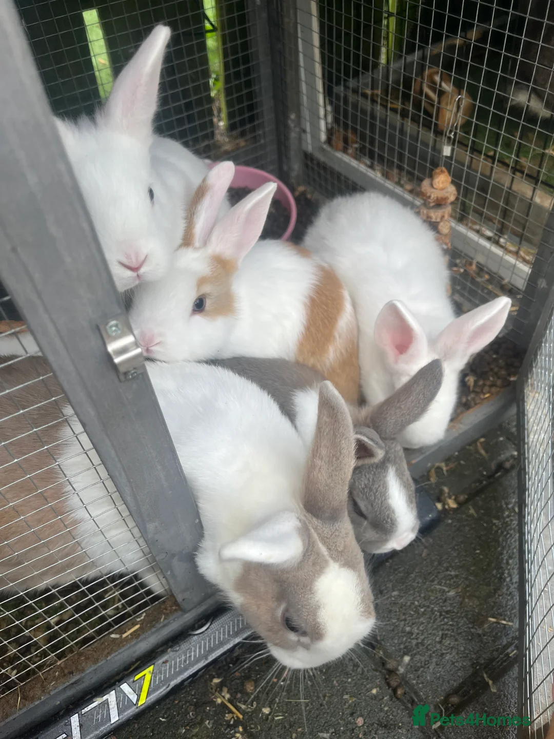 Mixed Breed rabbits for sale: Mini lop cross Dutch bunnies  - Advert 3