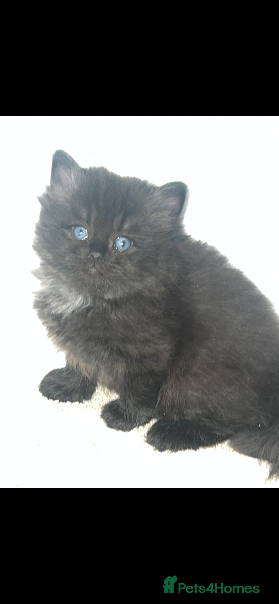 Persian cats Stunning Persian  - Advert 8