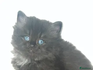 Persian cats Stunning Persian - Advert 1