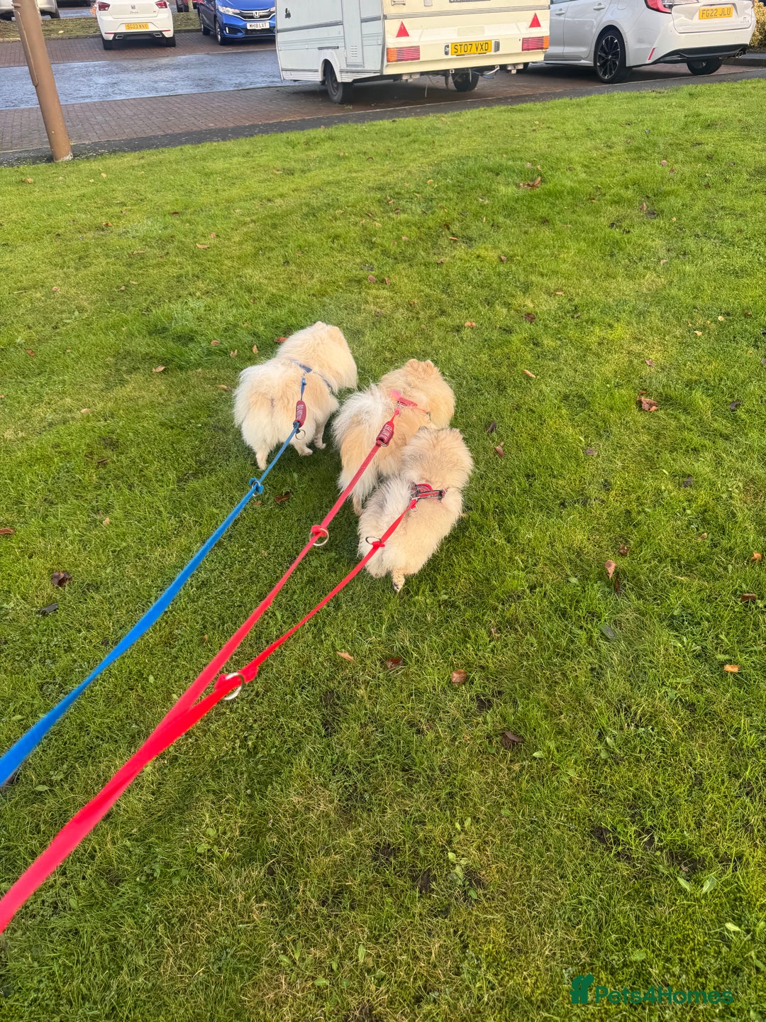 Pomeranian dogs for sale: Pomeranian Puppies – Ready Now - Advert 36