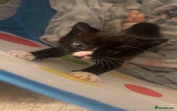Domestic Shorthair cats for sale: 3 male kittens for sale 🩷 - Image 2