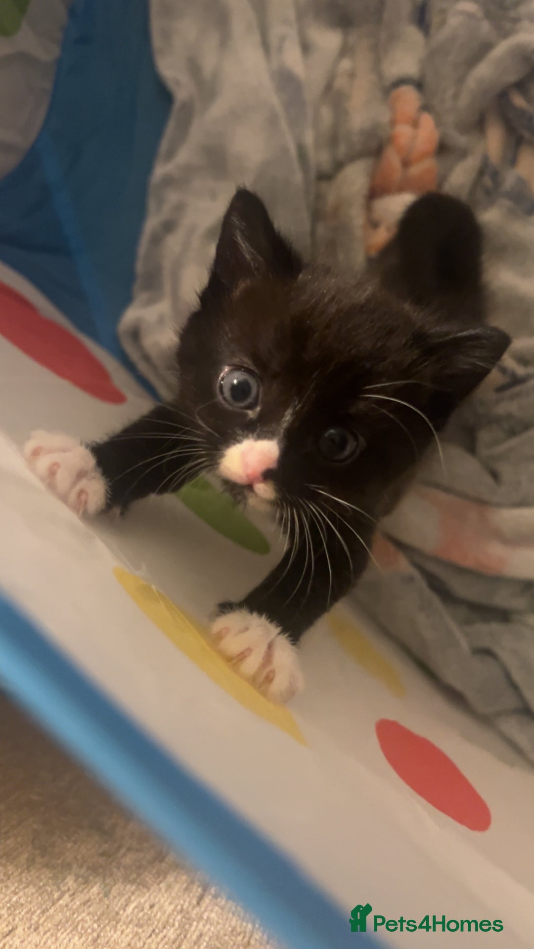 Domestic Shorthair cats for sale: 3 male kittens for sale 🩷 - Image 2