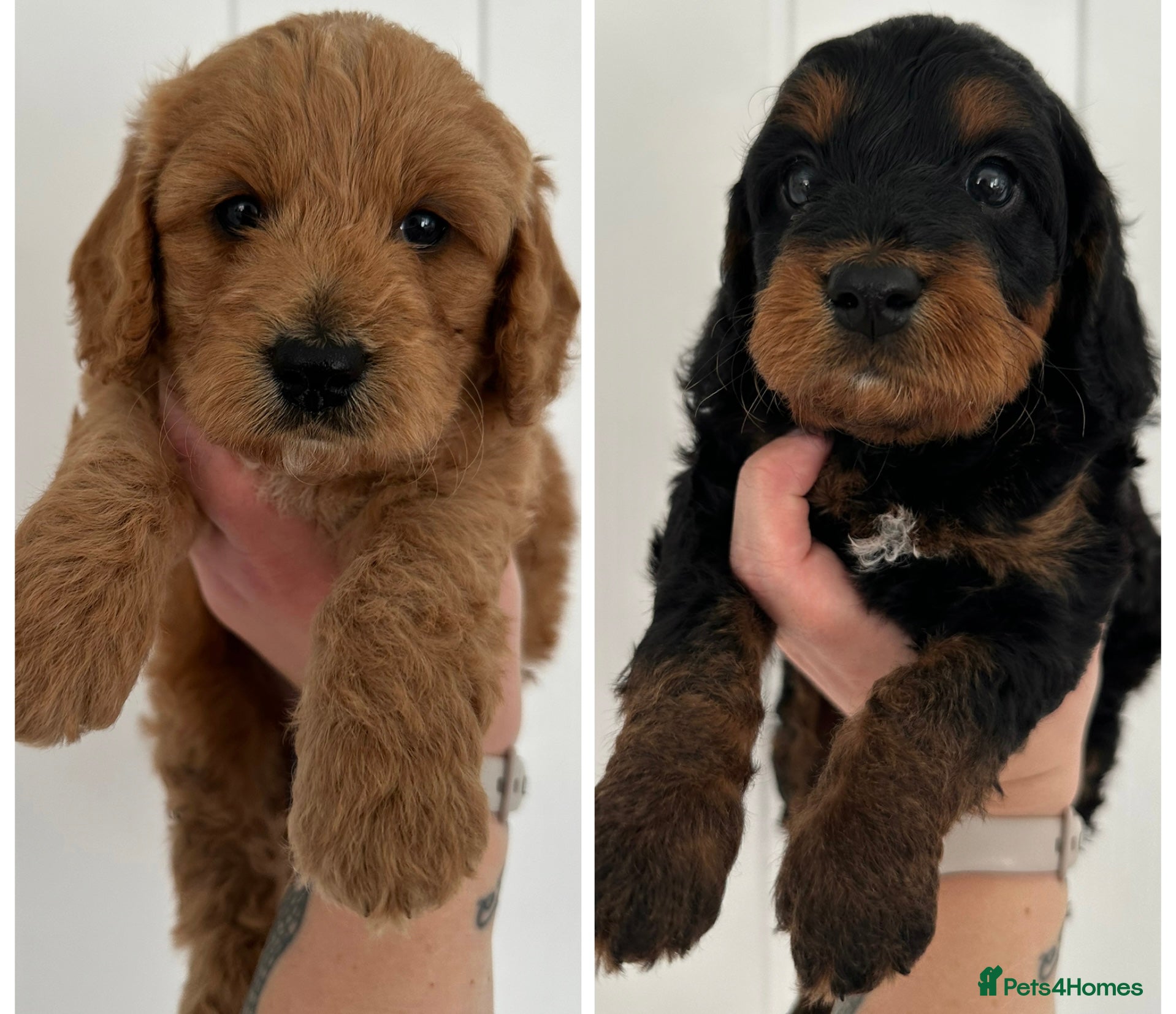 Cockapoo dogs 🌟FINAL 2 F1 COCKAPOO PUPPIES🌟  - Advert 13