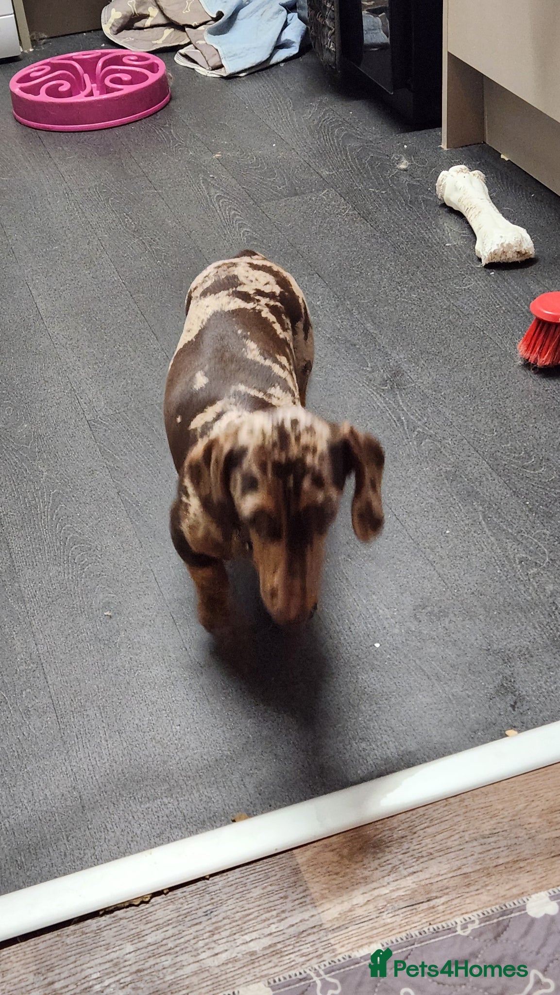 Miniature Dachshund dogs Last boy standing ..!! - Advert 2