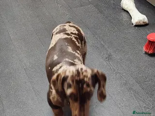 Miniature Dachshund dogs Last boy standing ..!! - Advert 2