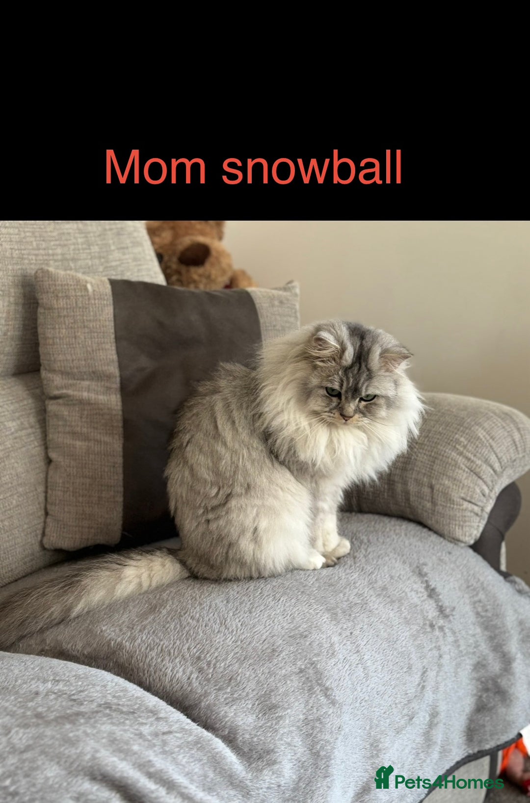 Persian cats for sale: Persian X Mainecoon kittens - Advert 11