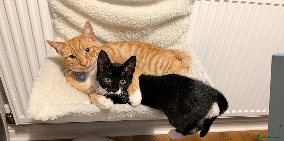 Mixed Breed cats for sale: Bonded pair of cats in Gaerwen - Advert 2