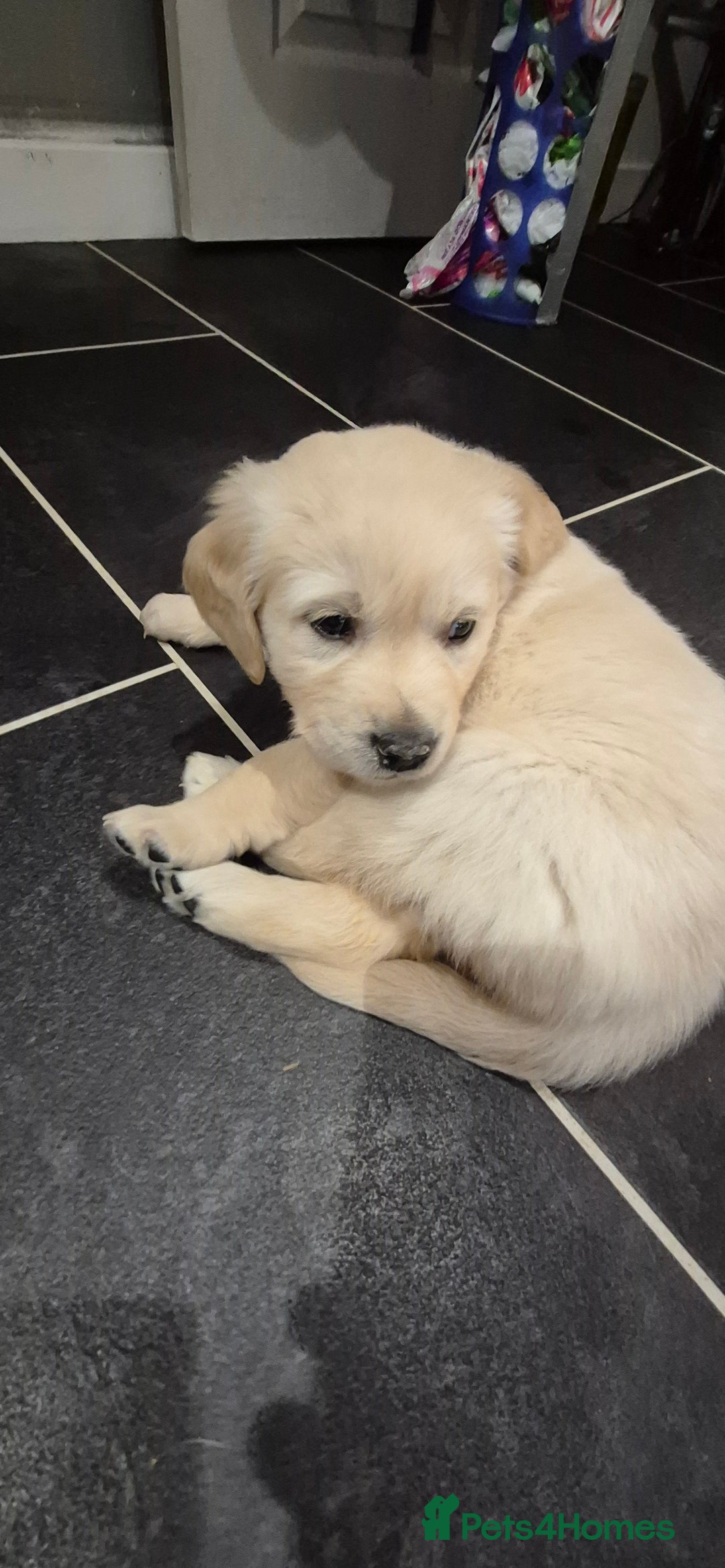 Golden Retriever dogs for sale: Golden retriever beautiful cream puppies - Advert 10
