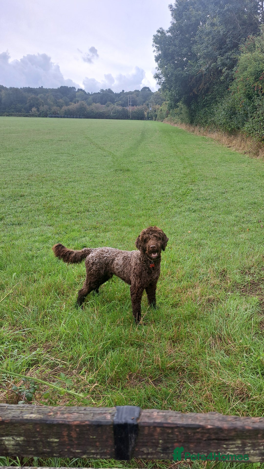 Mixed Breed dogs for sale: Springer-doodle for rehome - Advert 2