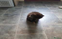 Mixed Breed cats for sale: Kittens for sale  - Image 10