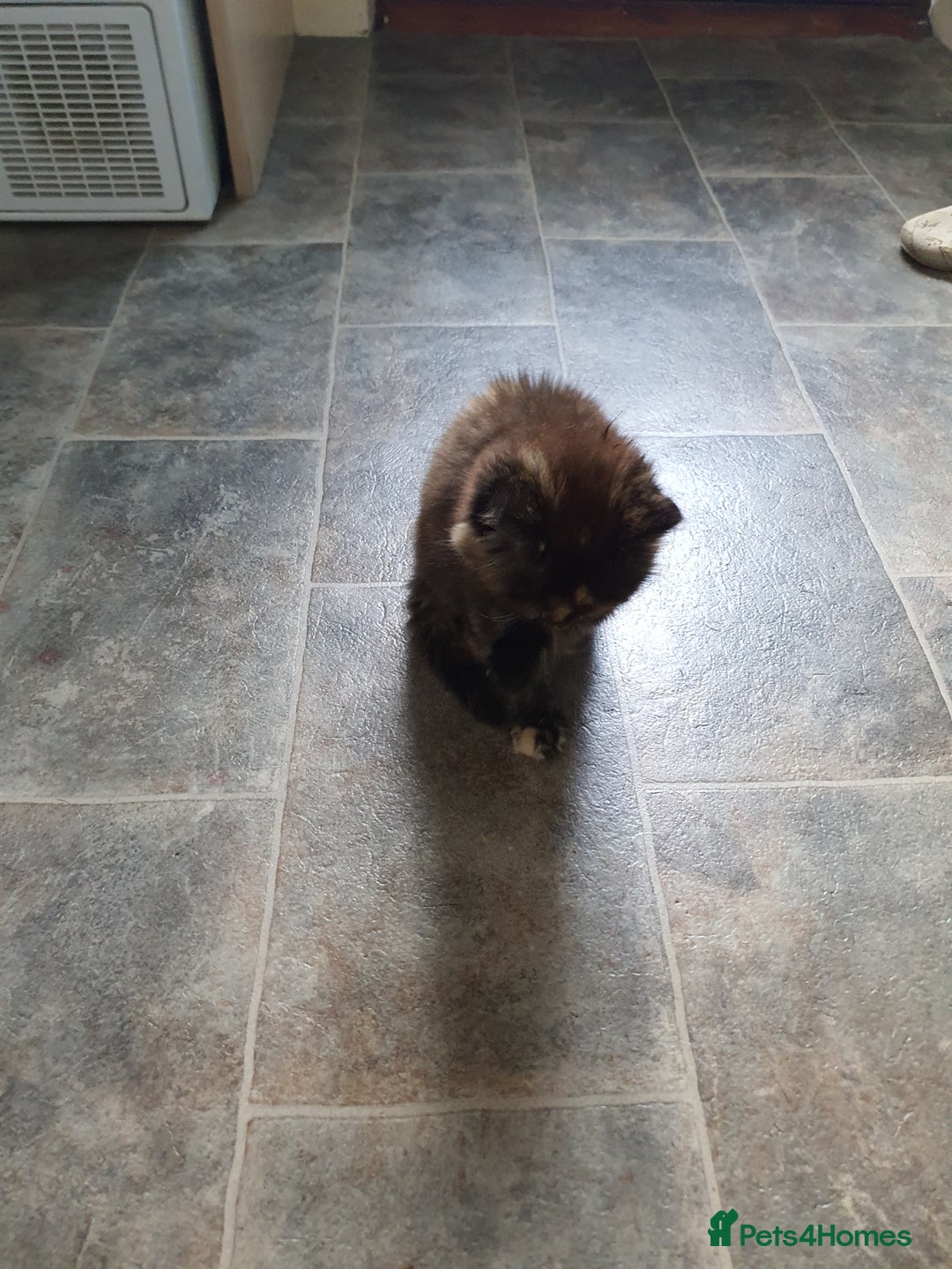 Mixed Breed cats for sale: Kittens for sale  - Image 10
