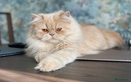 Persian cats for sale: Persian Kittens - Image 7