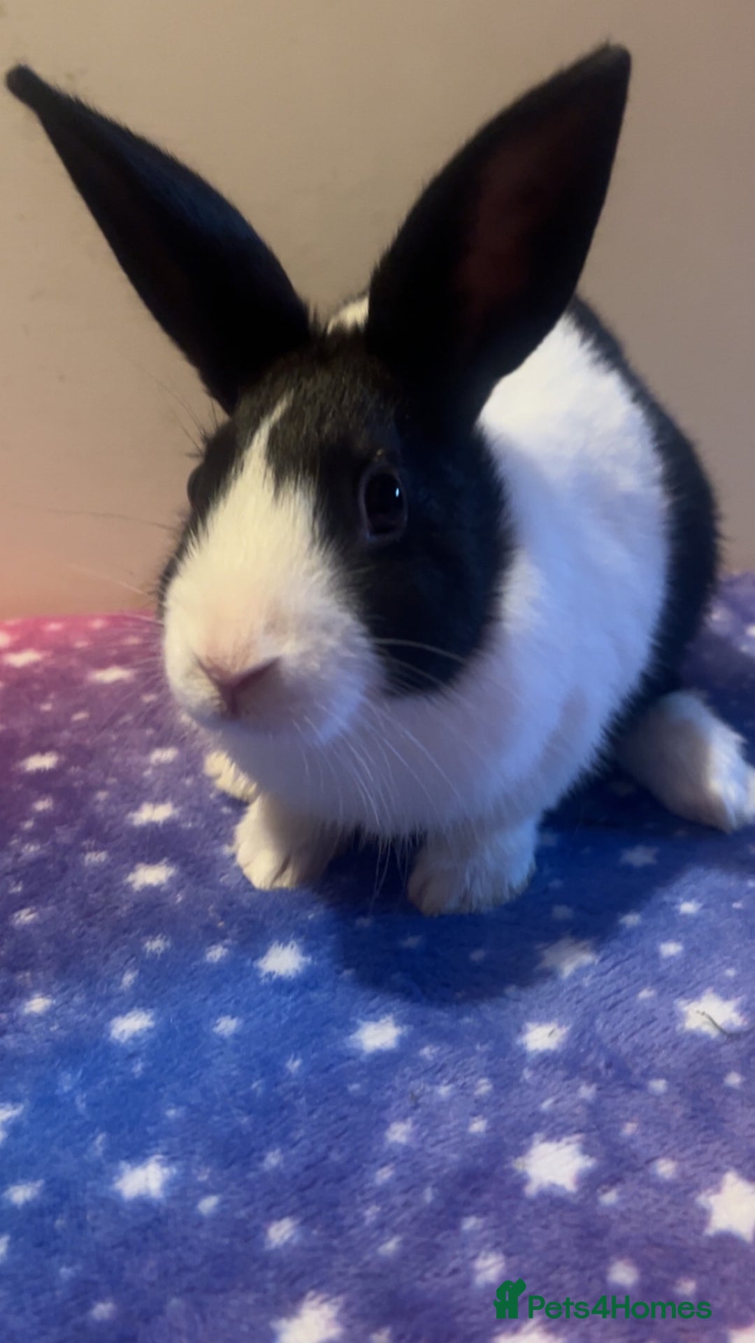 Dutch rabbits for sale: ‼️4 pure bred Dutches ready soon‼️ - Advert 4