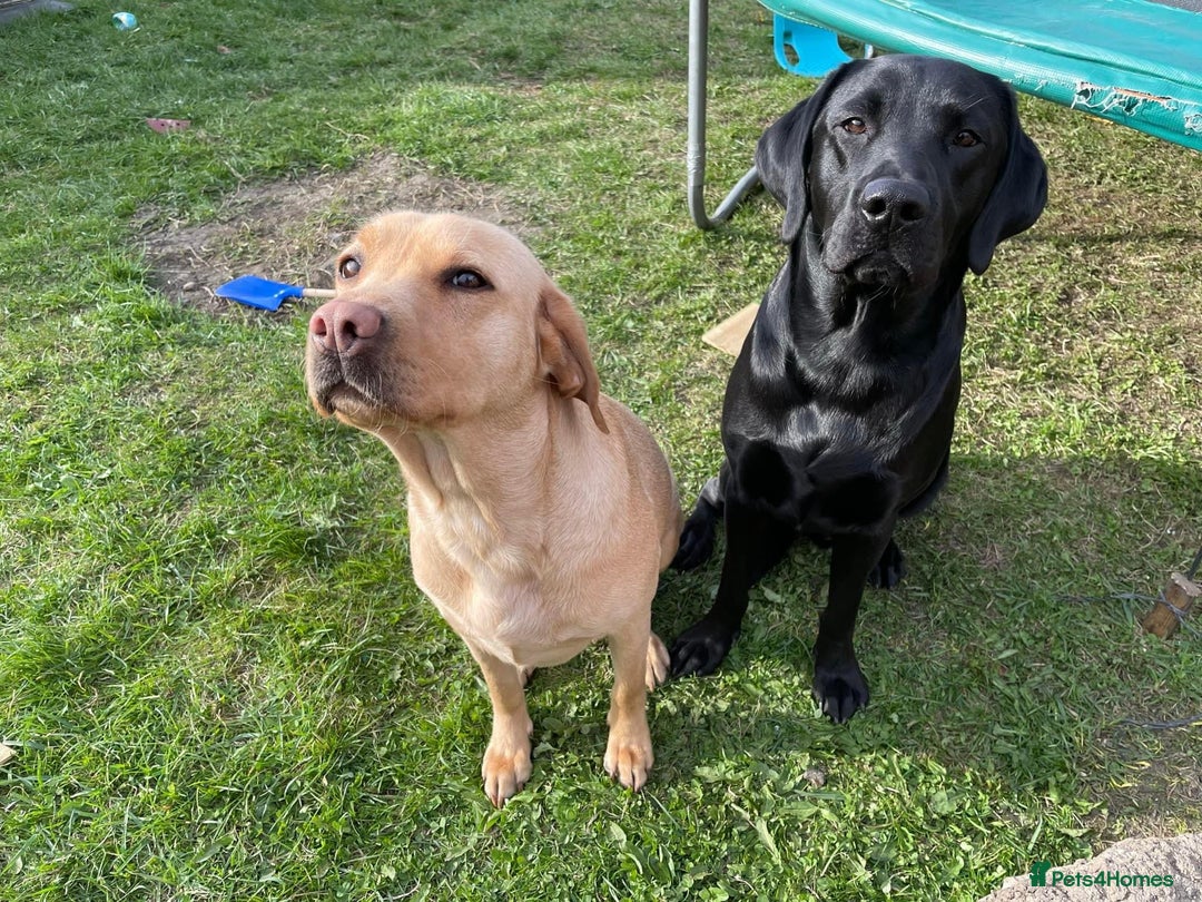 Labrador Retriever dogs for stud: KC registered Labrador in Bishop Auckland - Image 4