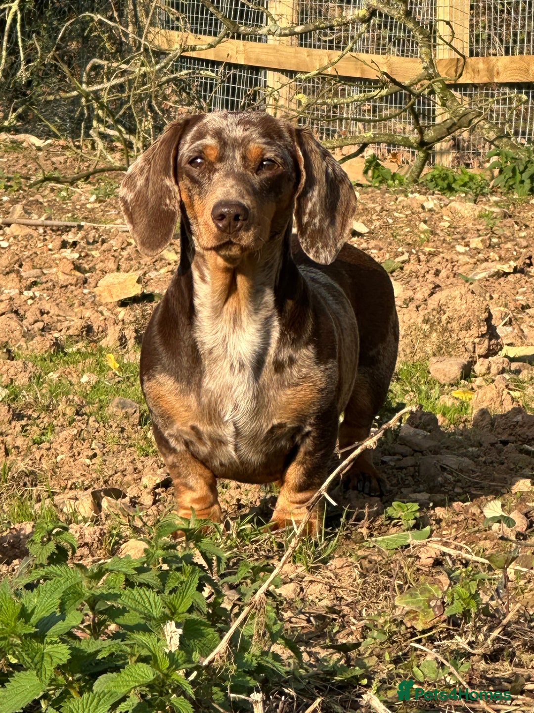 Miniature Dachshund dogs for sale: Ready Soon - Gorgeous KC Reg. Miniature Dachshund - Advert 3