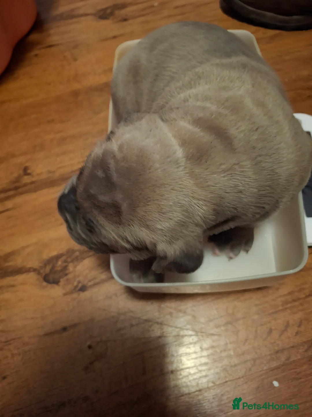 Cane Corso dogs for sale: Amazing ICCF Cane Corso Puppies - Advert 17