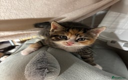 European cats for sale: Kitten  - Image 13
