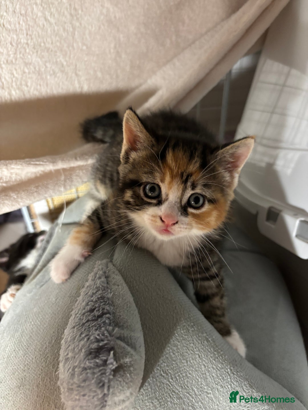 European cats for sale: Kitten  - Image 13