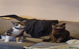 Mixed Breed cats for sale: Beautiful grey/tabby female kittens  - Advert 12