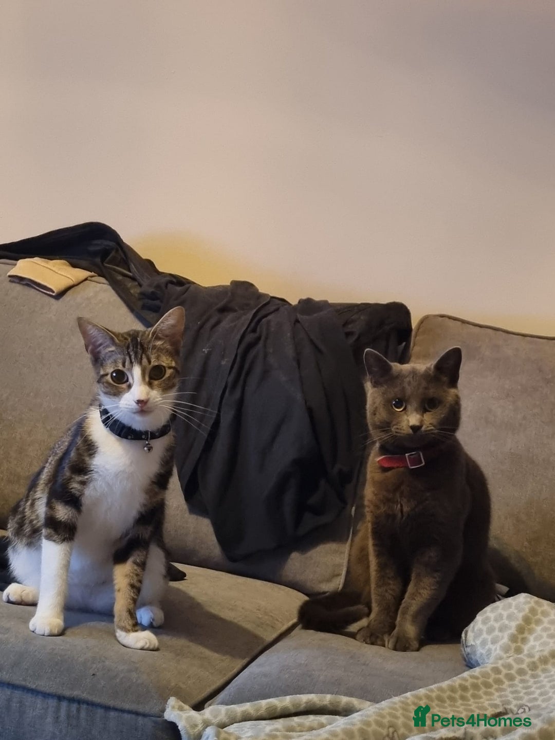 Mixed Breed cats for sale: Beautiful grey/tabby female kittens  - Advert 12