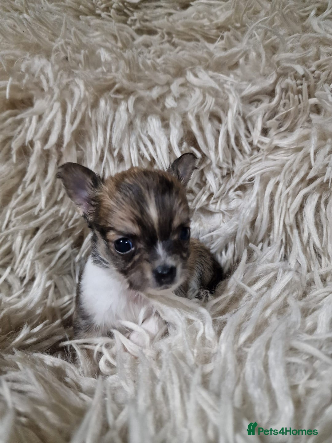 Chihuahua dogs for sale: Small chihuahuas - Advert 9