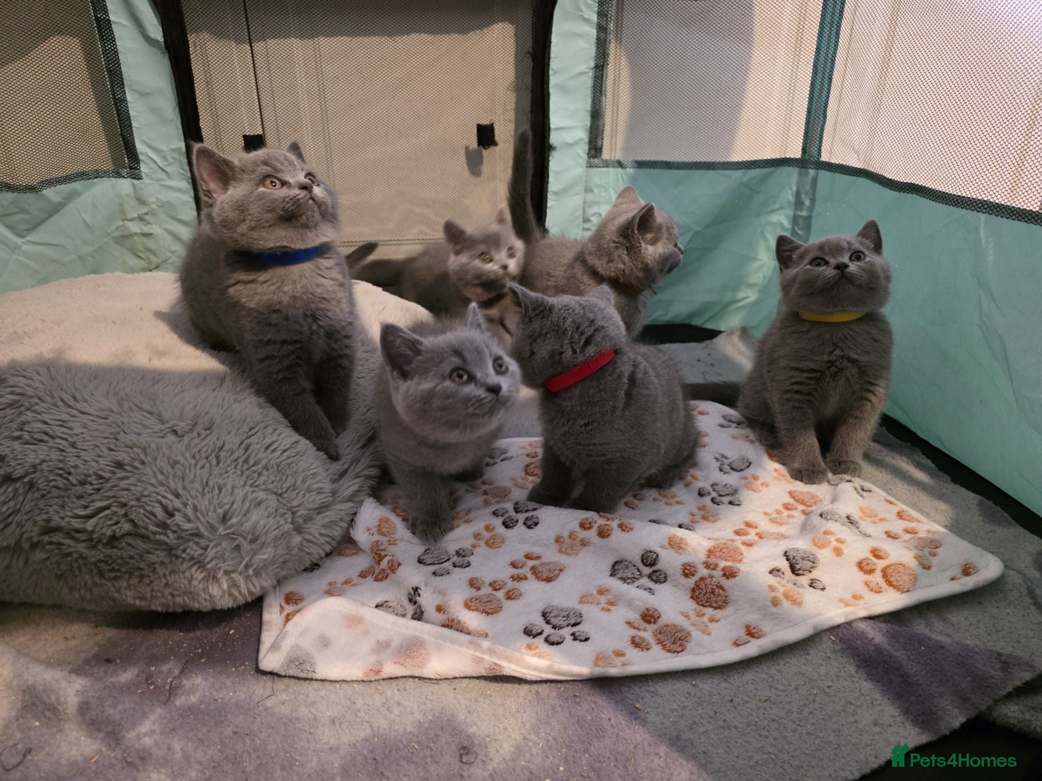 British Shorthair cats British Shorthair Kittens  - Advert 5