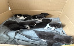 Turkish Van cats for sale: Black and white kittens last boy left  - Image 6