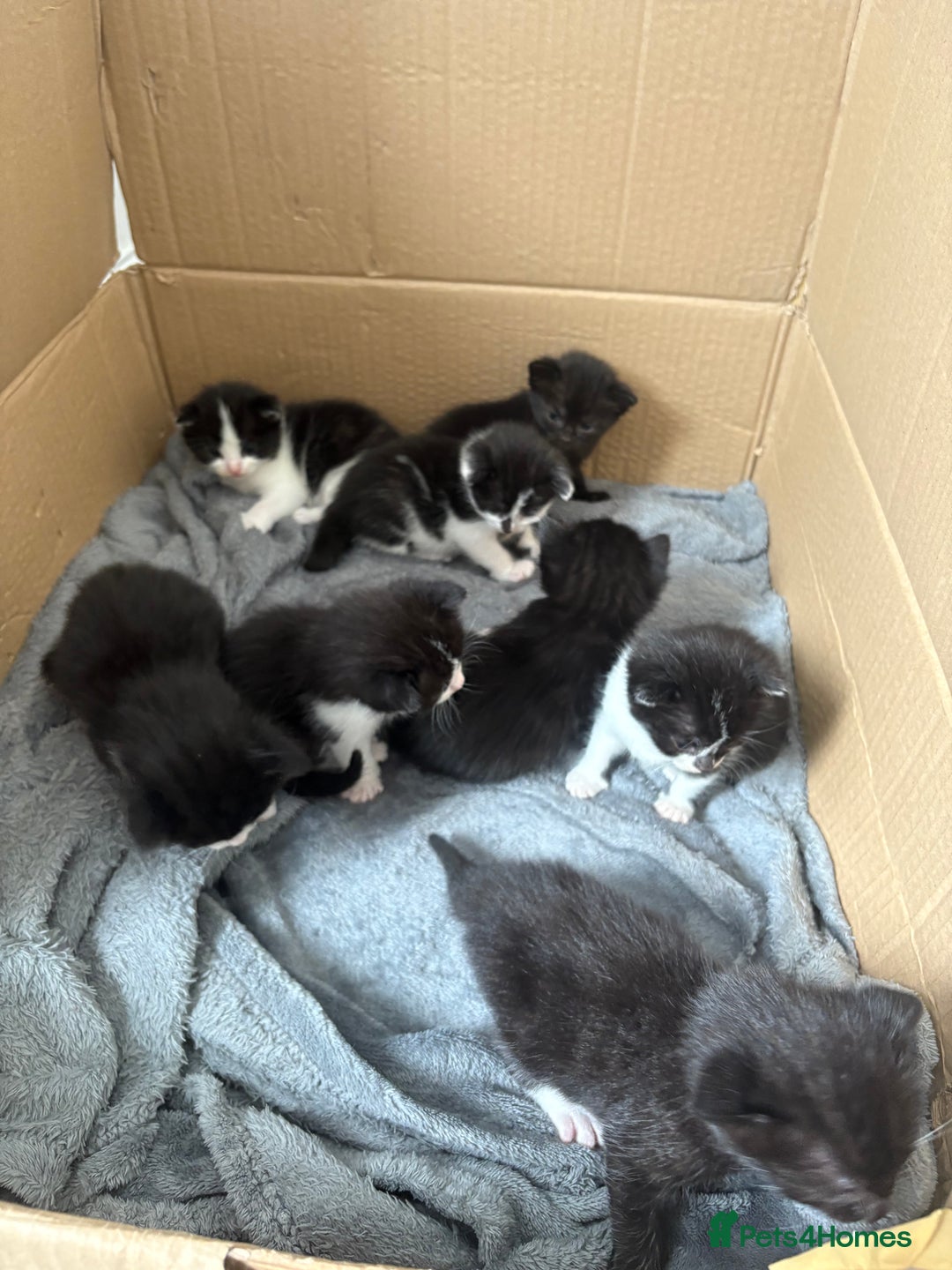 Turkish Van cats for sale: Black and white kittens last boy left  - Image 6