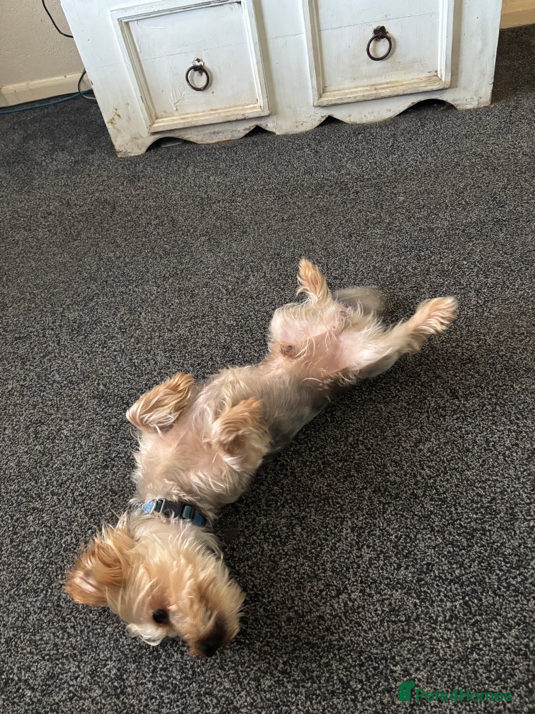 Yorkshire Terrier dogs for sale: Yorksy - Advert 4