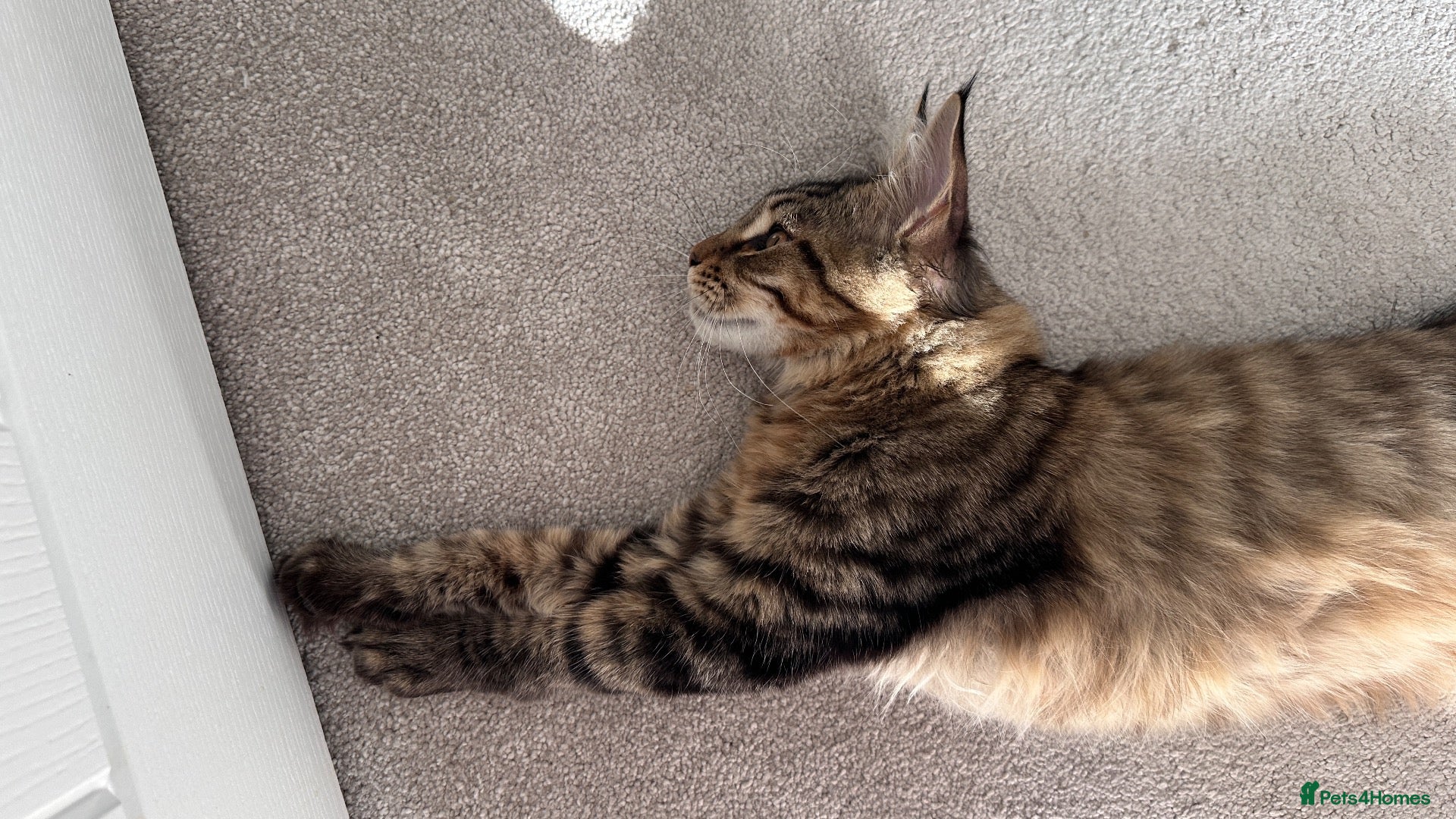 Maine Coon cats Beautiful Maine Coon Kittens for Sale - Advert 2