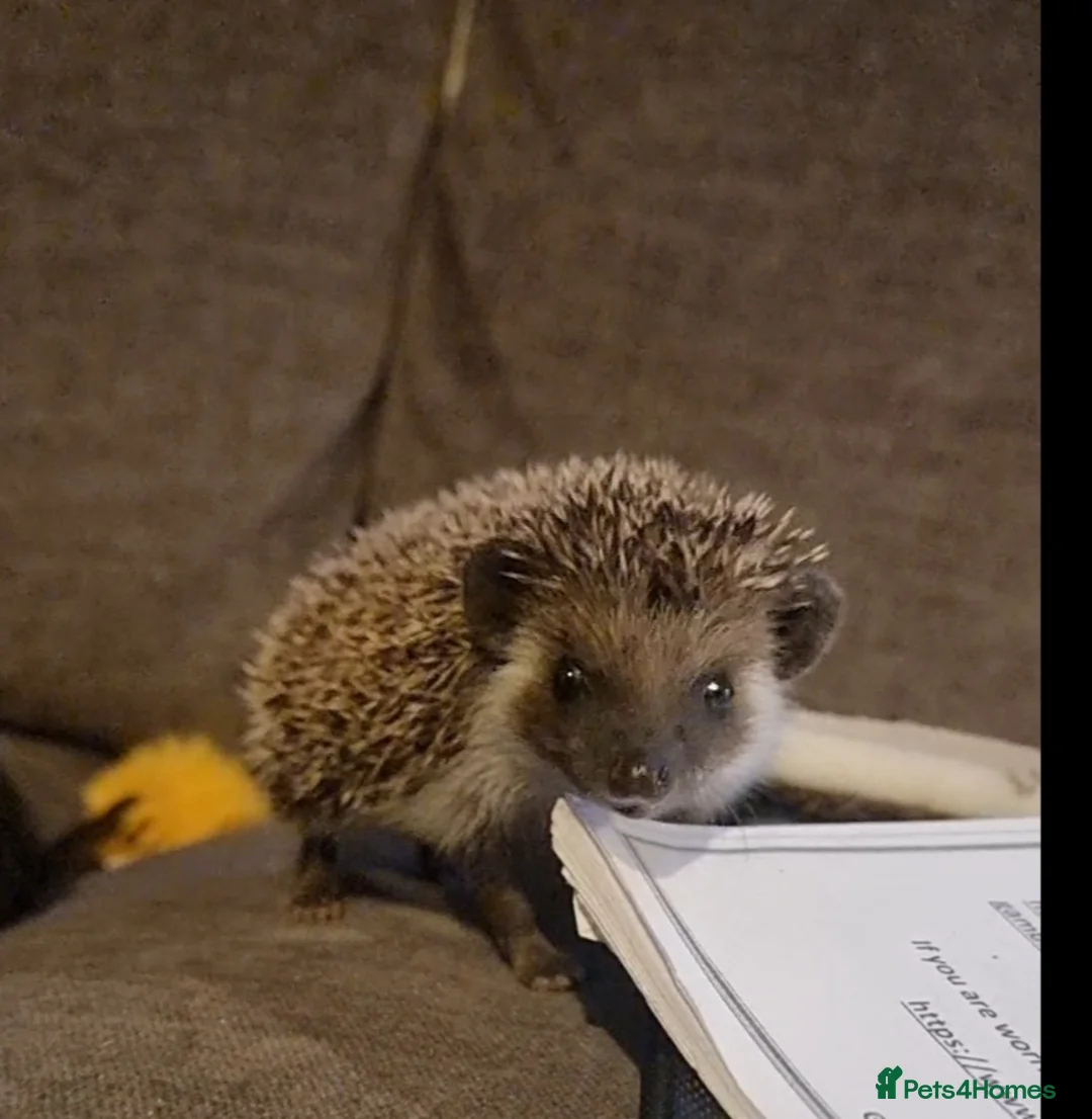 Pygmy Hedgehog rodents for sale: African pygmy hedgehog  - Advert 4