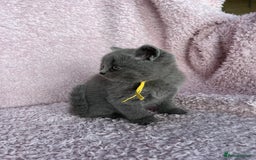 British Shorthair cats for sale: **5 Chunky pure breed BSH Kittens for sale** - Image 6
