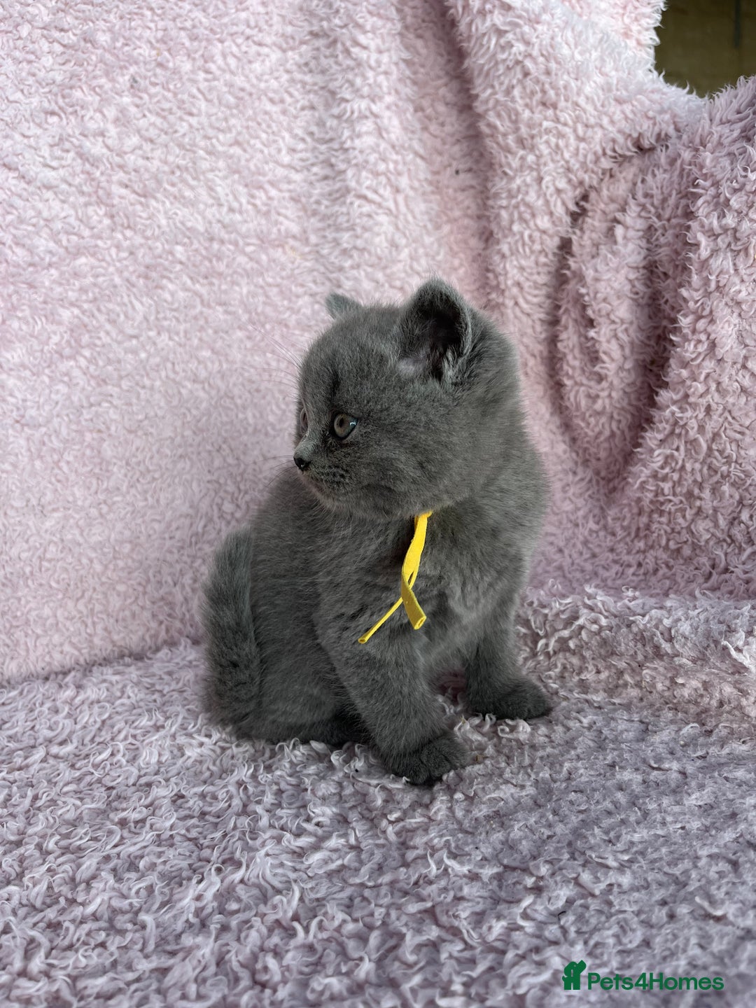 British Shorthair cats for sale: **5 Chunky pure breed BSH Kittens for sale** - Image 6