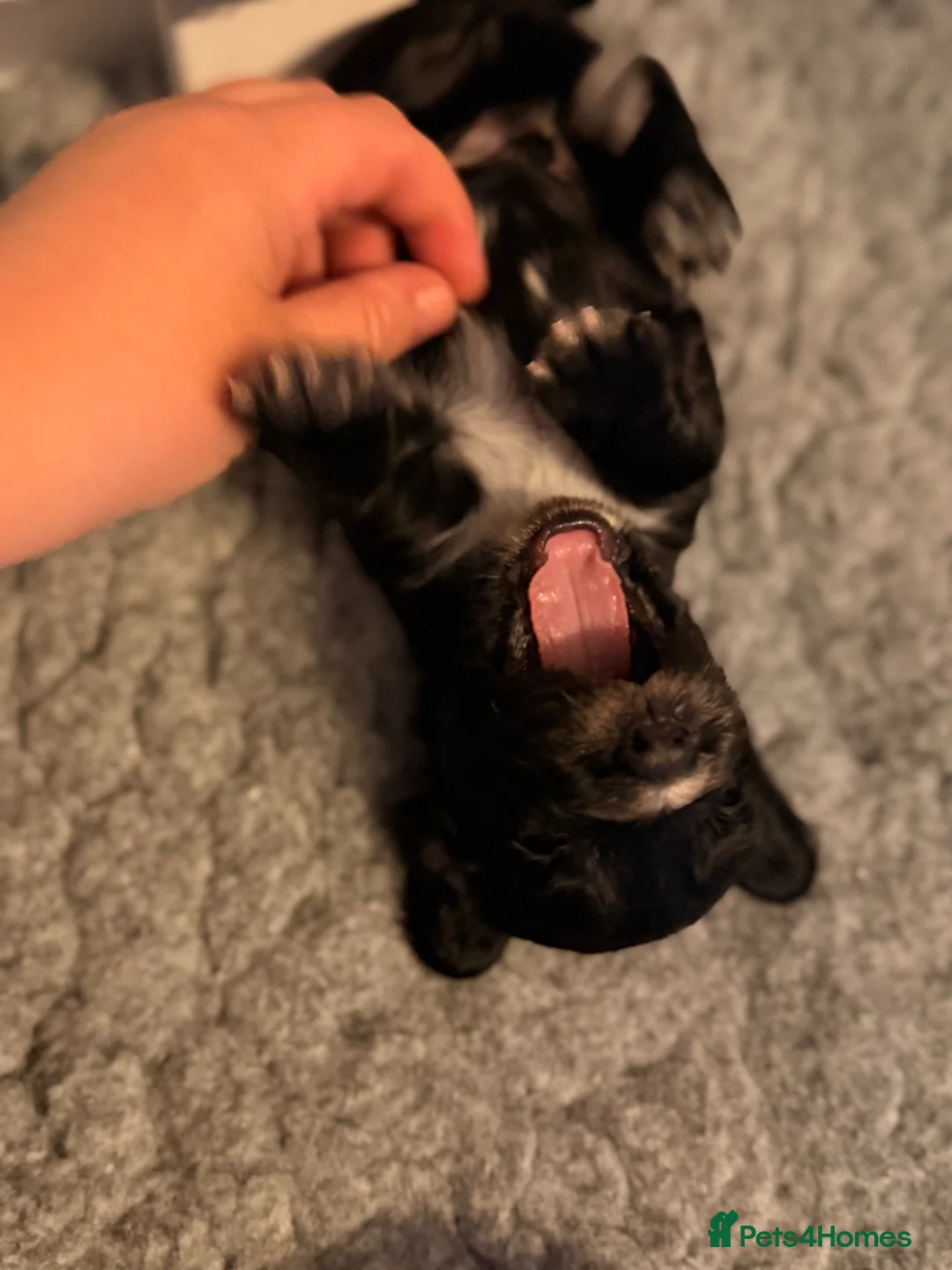 Cocker Spaniel dogs for sale: 2 boys available  - Advert 2