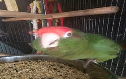 Parrots birds for sale: Rose crowned/Cherry headed canure  in Downham Market - Image 2