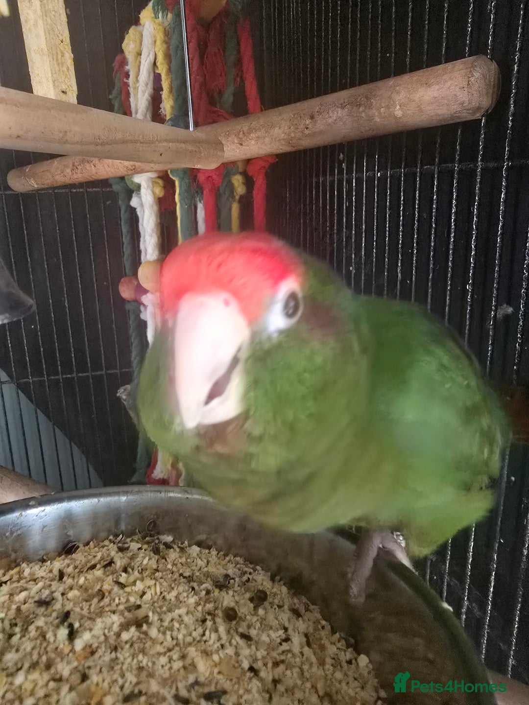 Parrots birds for sale: Rose crowned/Cherry headed canure  in Downham Market - Image 2