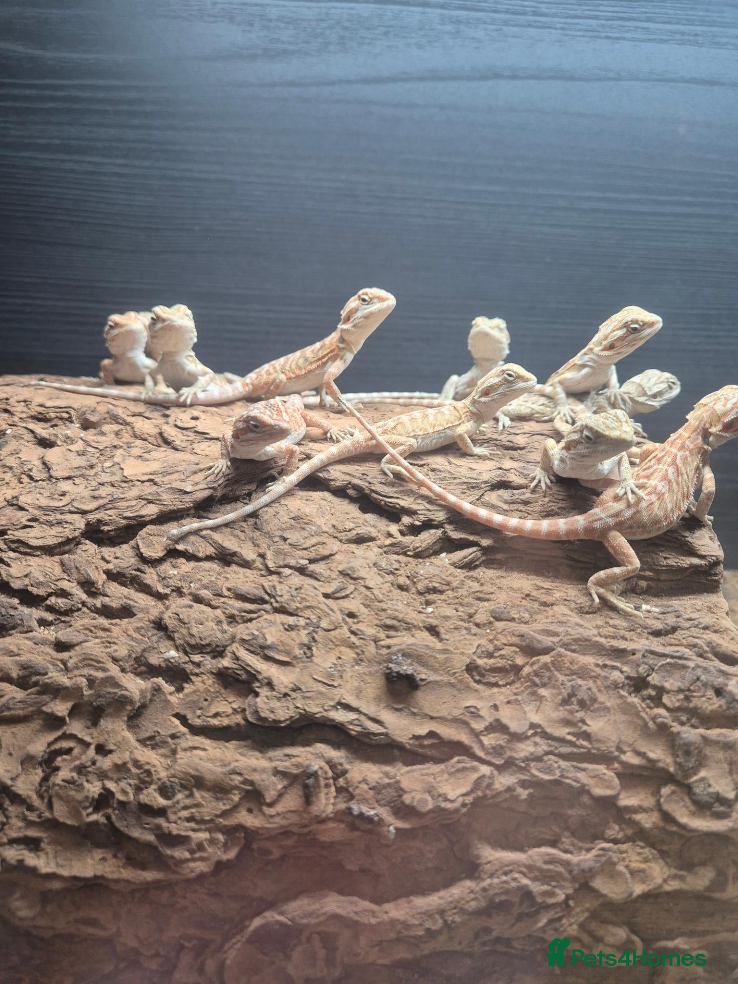 Bearded Dragon reptiles Baby bearded dragons mixed colours - Advert 1