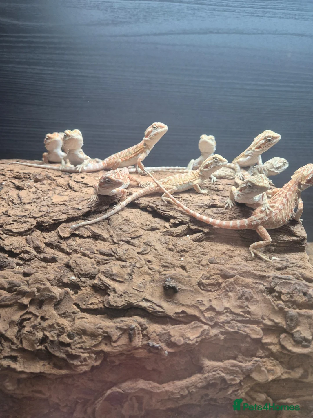 Bearded Dragon reptiles for sale: Baby bearded dragons mixed colours - Advert 1