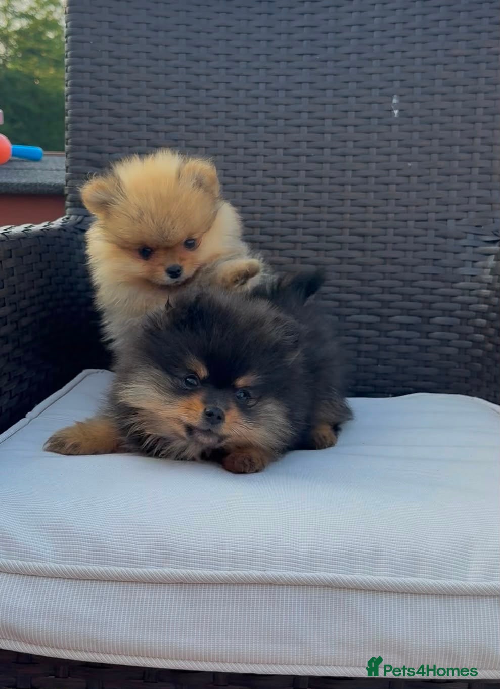 Pomeranian dogs READY TO LEAVE 4 LEFT Pomeranian PUPPIES 🫶🏽   - Advert 1