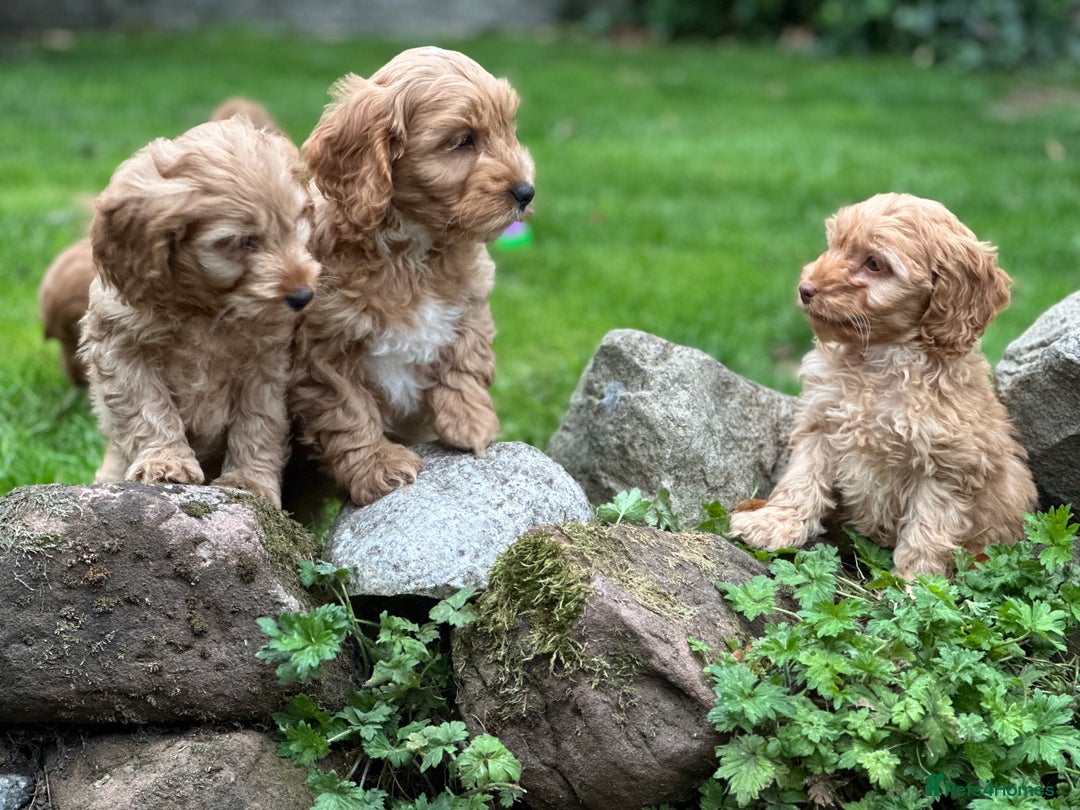 Cockapoo dogs for sale: Stunning cockapoos ready now for loving homes  - Image 10