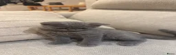 British Shorthair cats for sale: Three British Shorthair kittens - Advert 6