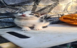 Persian cats for sale: 4 beautiful kittens ready4new home! 🏡 😍 ❤️  - Image 2