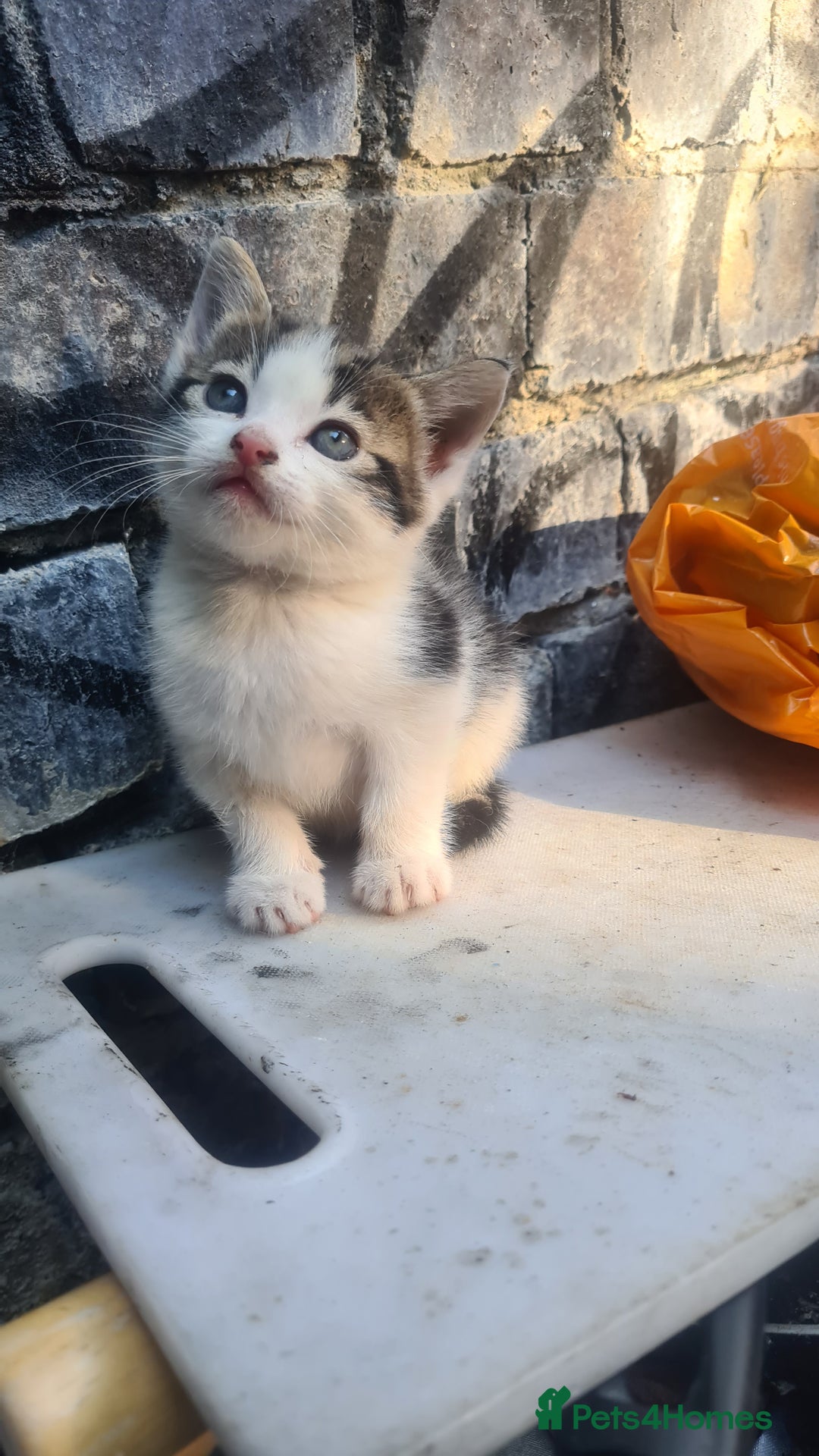 Persian cats for sale: 4 beautiful kittens ready4new home! 🏡 😍 ❤️  - Image 2