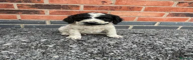 Cockapoo 2
