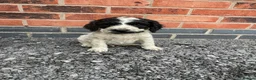 Cockapoo dogs for sale: cockapoo puppies - Advert 13