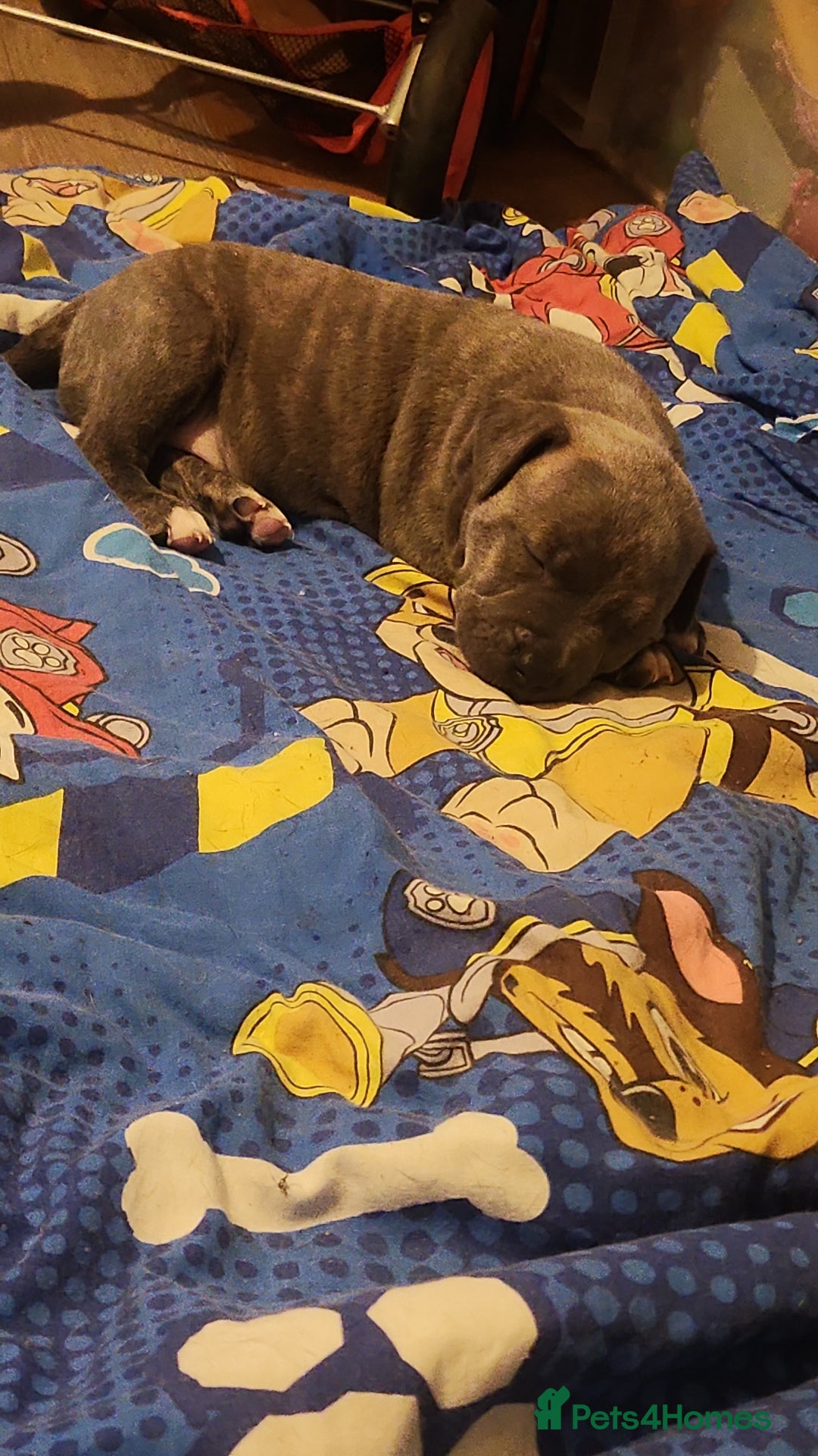 Staffordshire Bull Terrier dogs for sale: Last to males  - Image 7