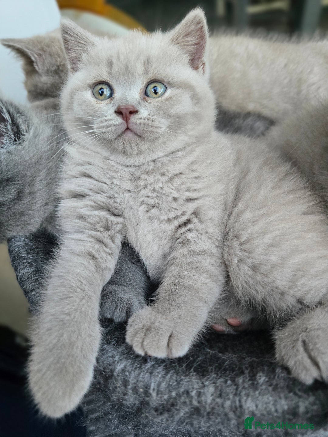 British Shorthair cats for sale: Bsh lilac Kitten – 3 Months Old  - Image 6