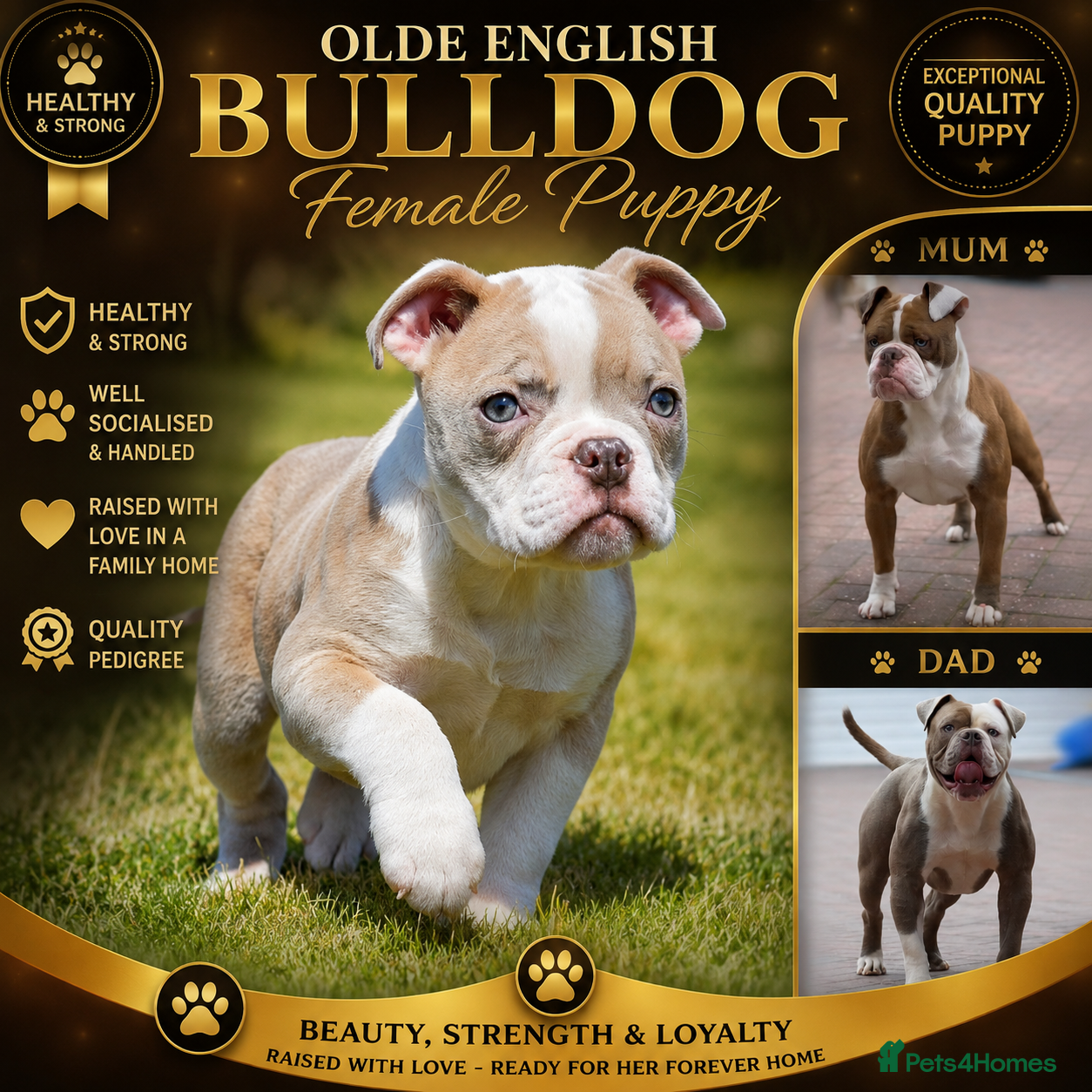 Old Tyme Bulldog dogs 23 YEARS, EXPERIENCE, 5 STAR RATED, LICENSED - Advert 7